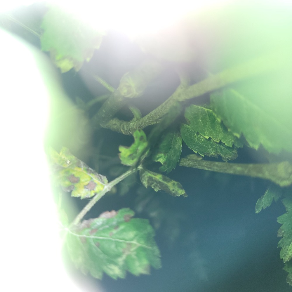 magical leaf photo